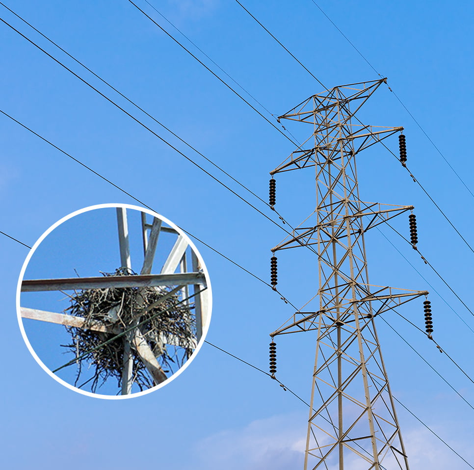 Photo: birds nesting on transmission towers