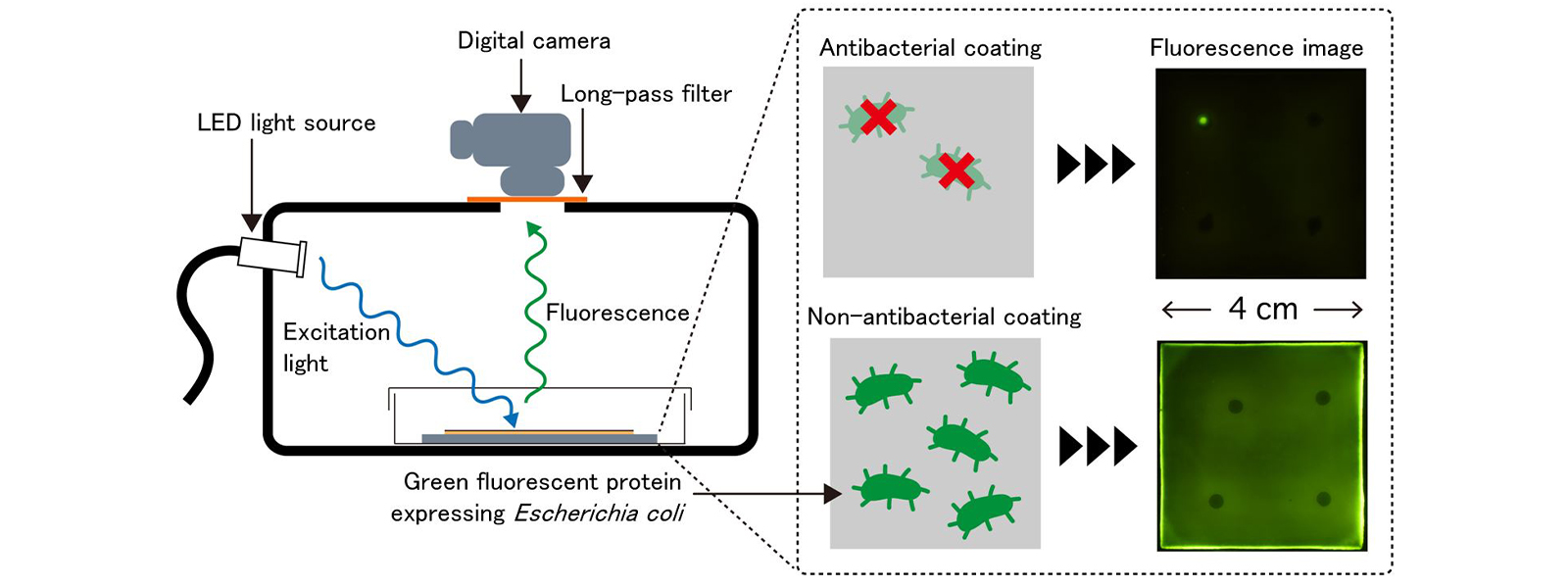 Real-Time Visualization of Bacterial Proliferation Inhibition on Antibacterial Coatings