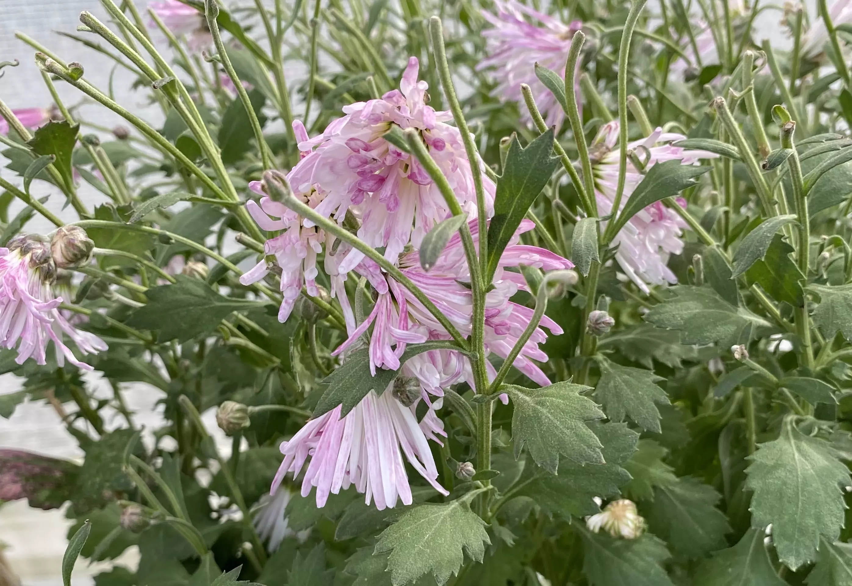 ファームで栽培している食用菊