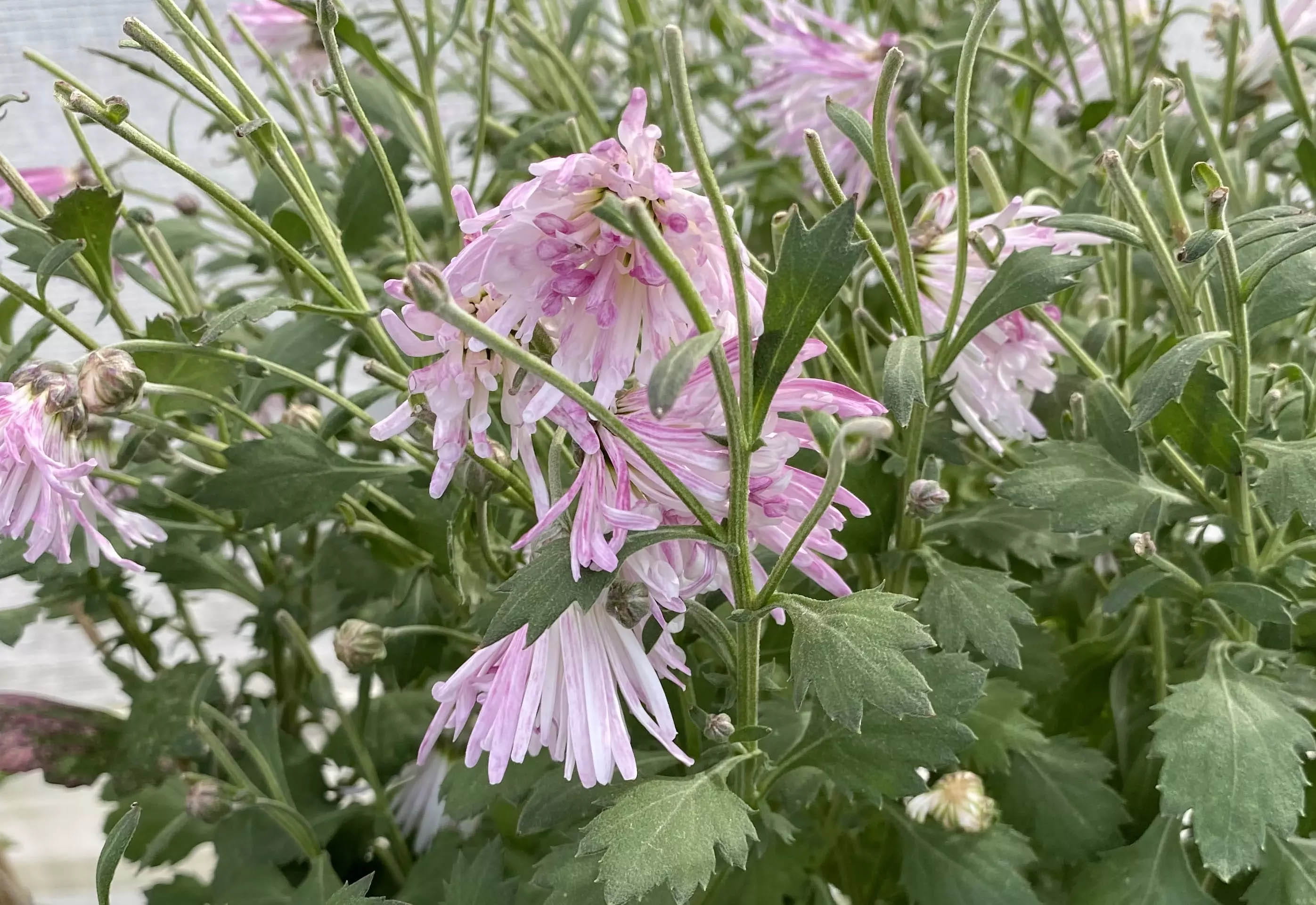 Edible chrysanthemum grown on the farm